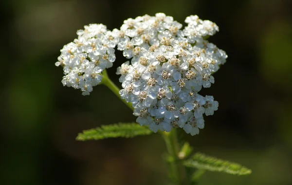 Common Yarrow Achillea Millefolium Una Planta Con Flores Perteneciente Familia — Foto de Stock