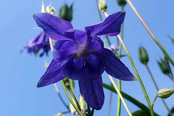 Hermosas Flores Columbine Contra Cielo Azul — Foto de Stock