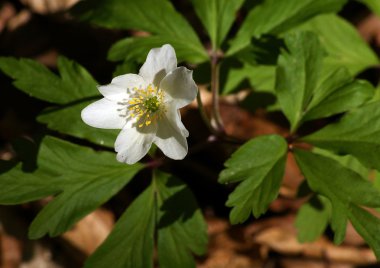 Ahşap anemone windflower