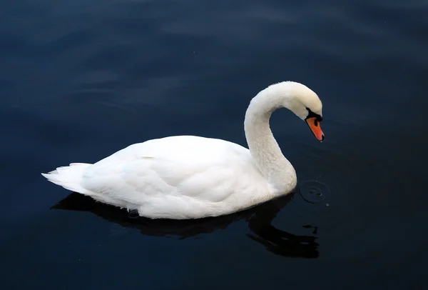 Cisne branco elegante — Fotografia de Stock