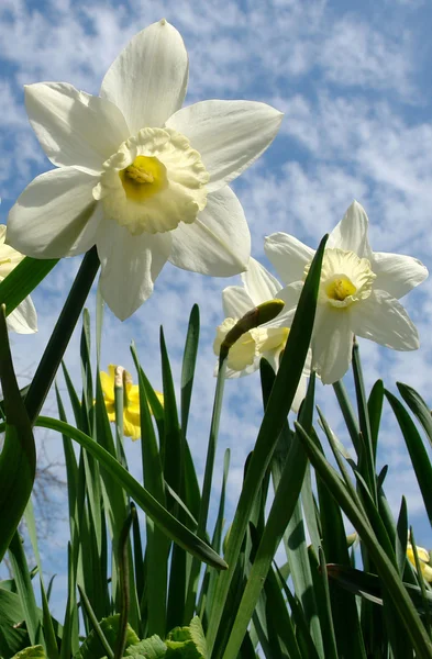 Narcissen tegen blauwe hemel — Stockfoto