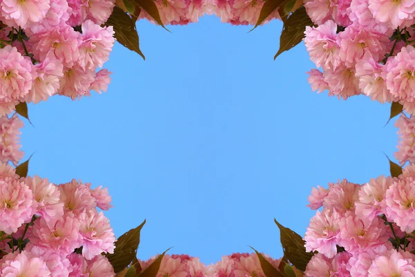 Floral frame Blossoming Japanse kers Sakura — Stockfoto