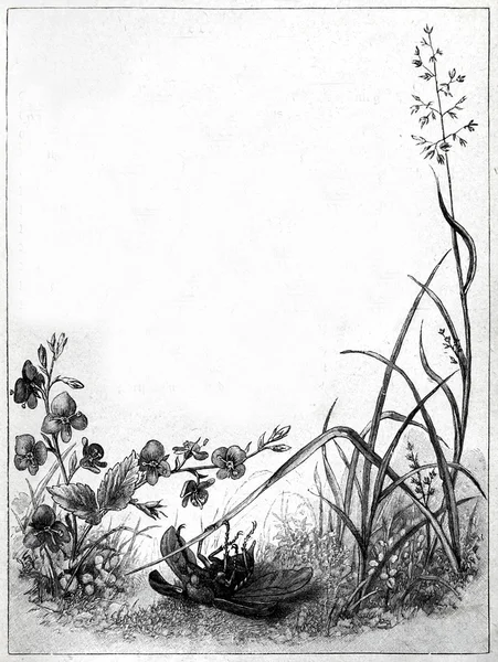 Pagina goală de epocă cu ornament floral — Fotografie, imagine de stoc
