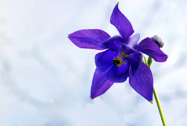 Grußkarte mit blauer Akelei-Blume — Stockfoto