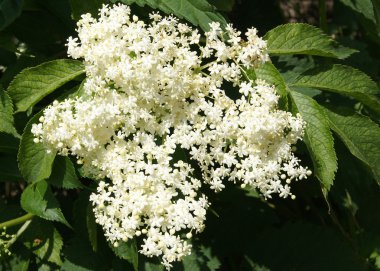 Siyah yaşlı çiçek