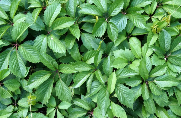 Virginia enredadera hojas verdes — Foto de Stock