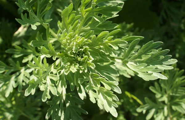 Ajenjo sobre fondo verde — Foto de Stock