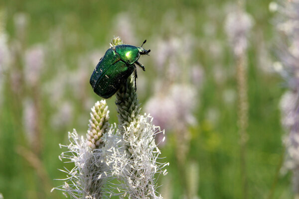 Rose chafer on a ribwort plantain flowers