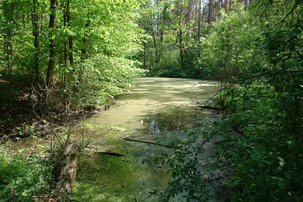 Stilstaand water in de rivier — Stockfoto