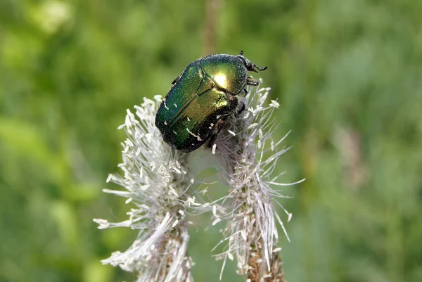 Rose chafer on a ribwort plantain flowers — Stock Photo, Image