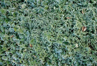 Yeşil çimenlerin üzerinde süsleyin