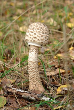 Ormanda şempanze mantarı