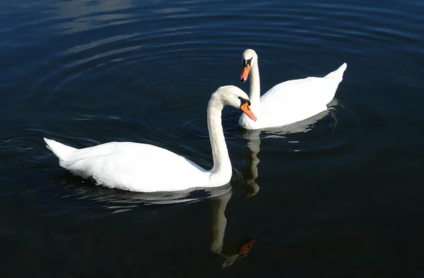 Dois cisnes brancos — Fotografia de Stock