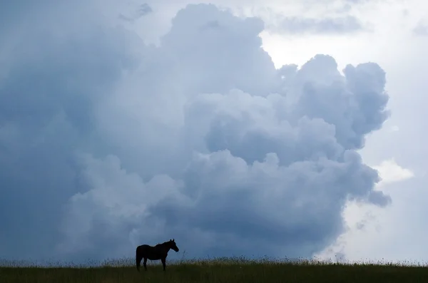 Cavalo pastando antes da tempestade — Fotografia de Stock