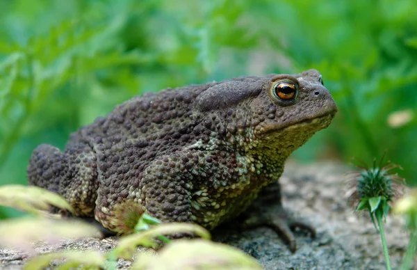 Common toad in the garden — Stock Photo, Image