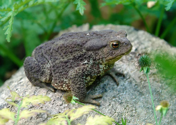 Common toad in the garden — Stock Photo, Image