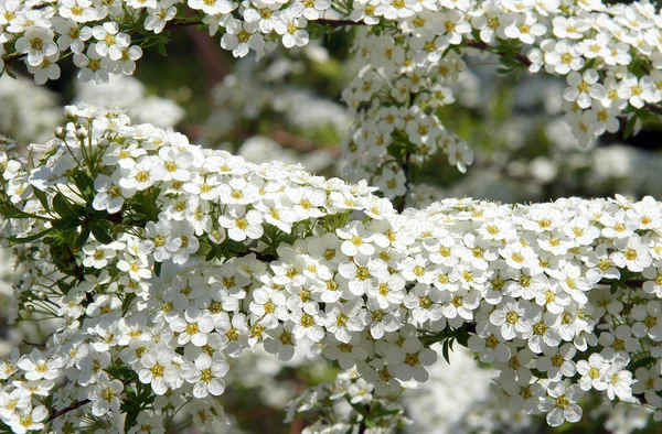 Snowmound Spirea Flores — Fotografia de Stock