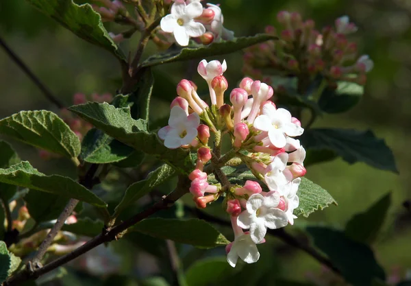 Koreanspice viburnum ดอกไม้ตามราค — ภาพถ่ายสต็อก