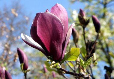 pembe Manolya çiçeği