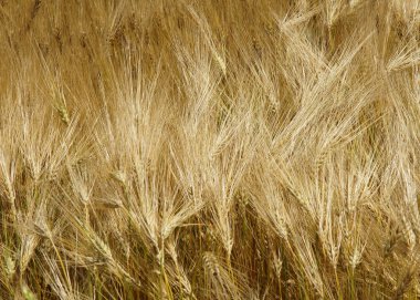 Altın arpa tarlası