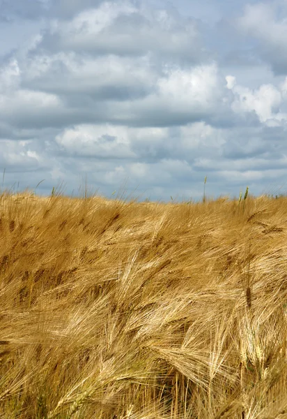 Campo de cebada dorada — Foto de Stock