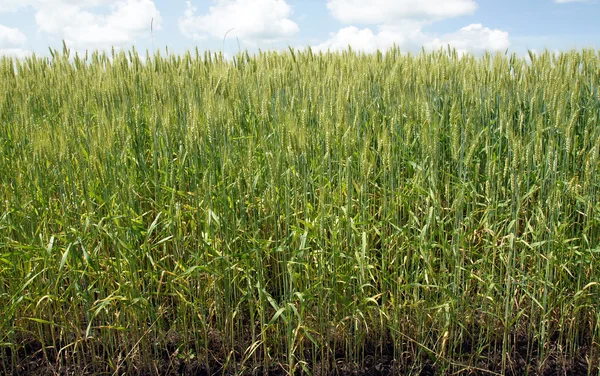 Yeşil buğday tarlası