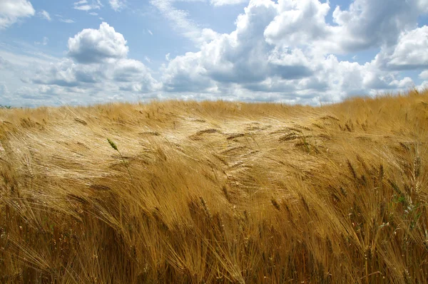 Golven op gerst veld — Stockfoto