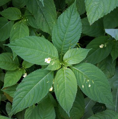 Yeşil bitkisel otlar