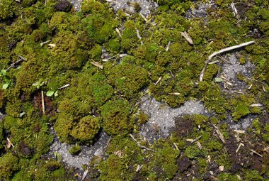 Moss ile belgili tanımlık keçiyolu