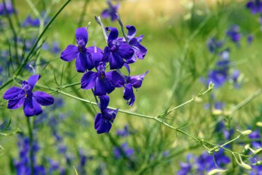 Larkspur mavi çiçekler forking