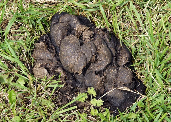 Pferdekot auf grünem Gras — Stockfoto