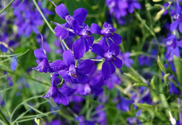 Alondra tenedor flores azules — Foto de Stock