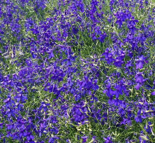 Fourche larkspur fleurs bleues — Photo