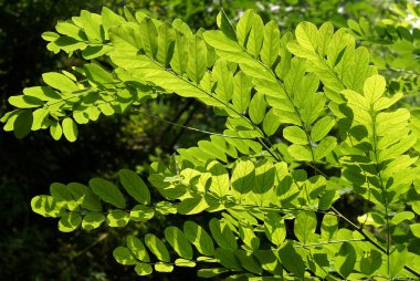 siyah locust yaprakları