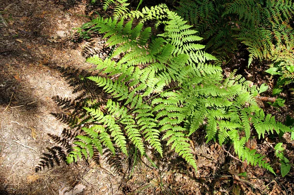 Prolamované Fern listí v lese — Stock fotografie