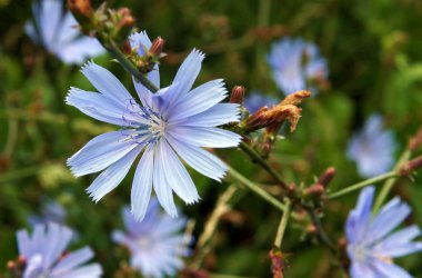 Mavi cichorium çiçek 