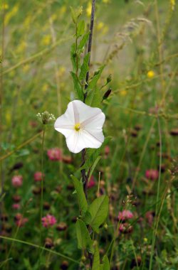 Çiçekli alan gündüzsefası
