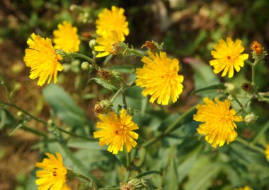 Ortak Sowthistle bitki