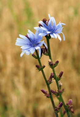 Mavi cichorium çiçek 