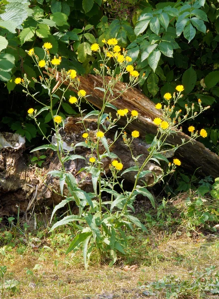 Ortak Sowthistle bitki — Stok fotoğraf