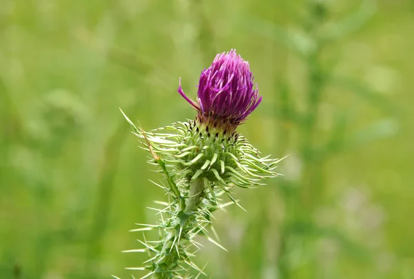 Thistle flower bud — Stock Photo, Image