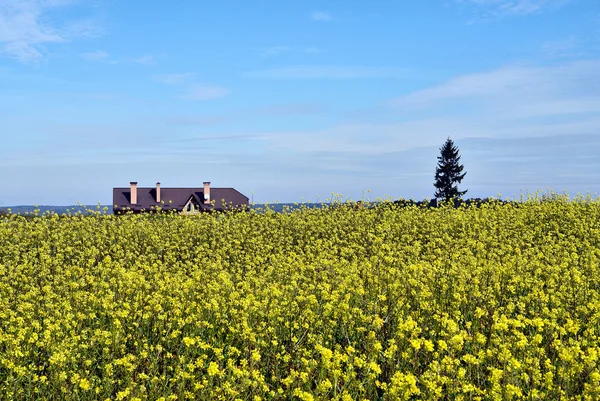 Campo de floração de colza — Fotografia de Stock