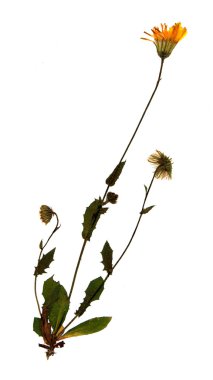 Dried flower of common sowthistle clipart