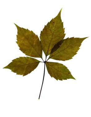 Asması kurutulmuş yaprak