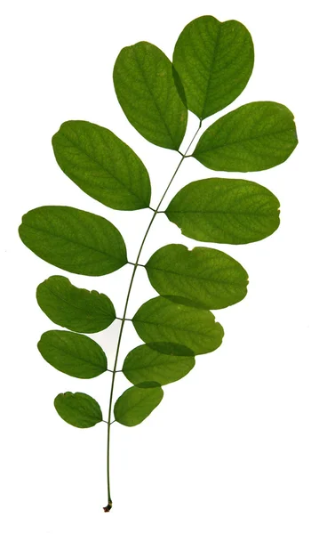 Dried leaf of Black Locust — Stock Photo, Image