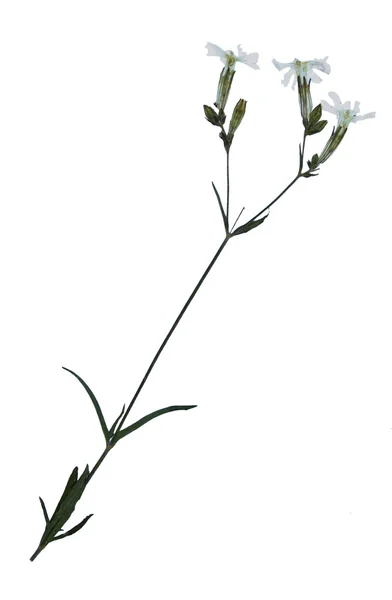 Sušený květ nightflowering silene — Stock fotografie