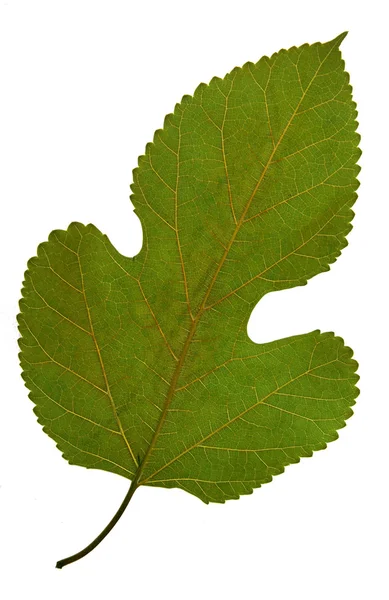 Сухой лист тутового дерева — стоковое фото