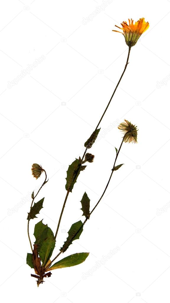 Dried flower of common sowthistle