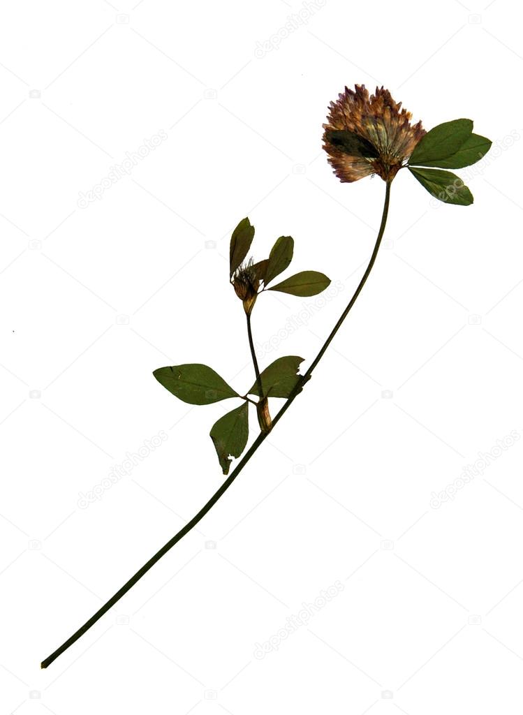Dried flower of Red Clover