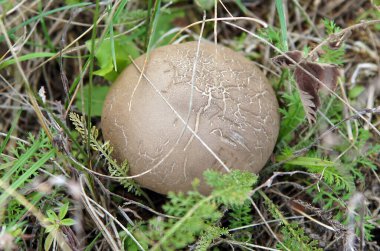 Doğal ortamda meyva kabuğu (Lycoperdon perlatum).